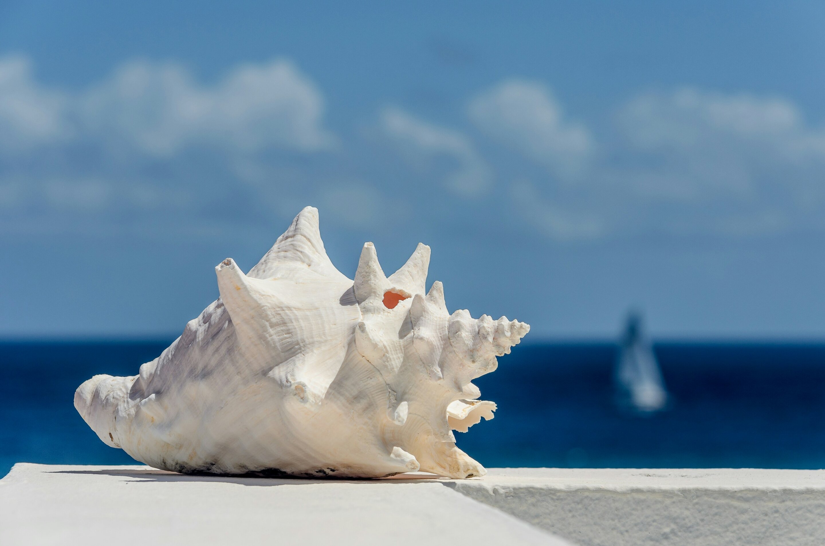 Featured image for Blowing Conch Shell May Help Alleviate Sleep Apnea and Snoring