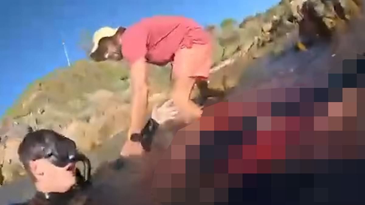 Featured image for "Terrifying Shark Attack in Australia Captured on Film as Victim Loses Leg"
