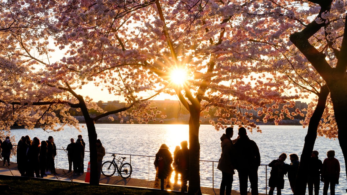 Featured image for "Japan Donates 250 Cherry Trees to Replace Tidal Basin Losses in Washington, DC"