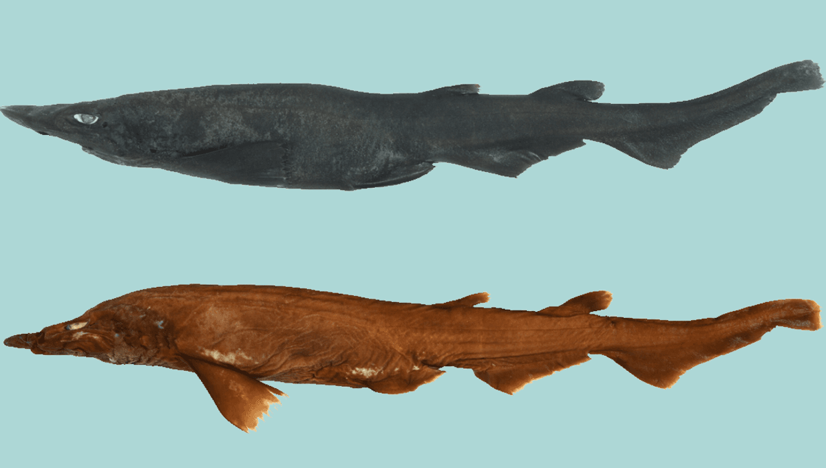 Featured image for Unsettling Demon Shark Species Discovered with White Irises