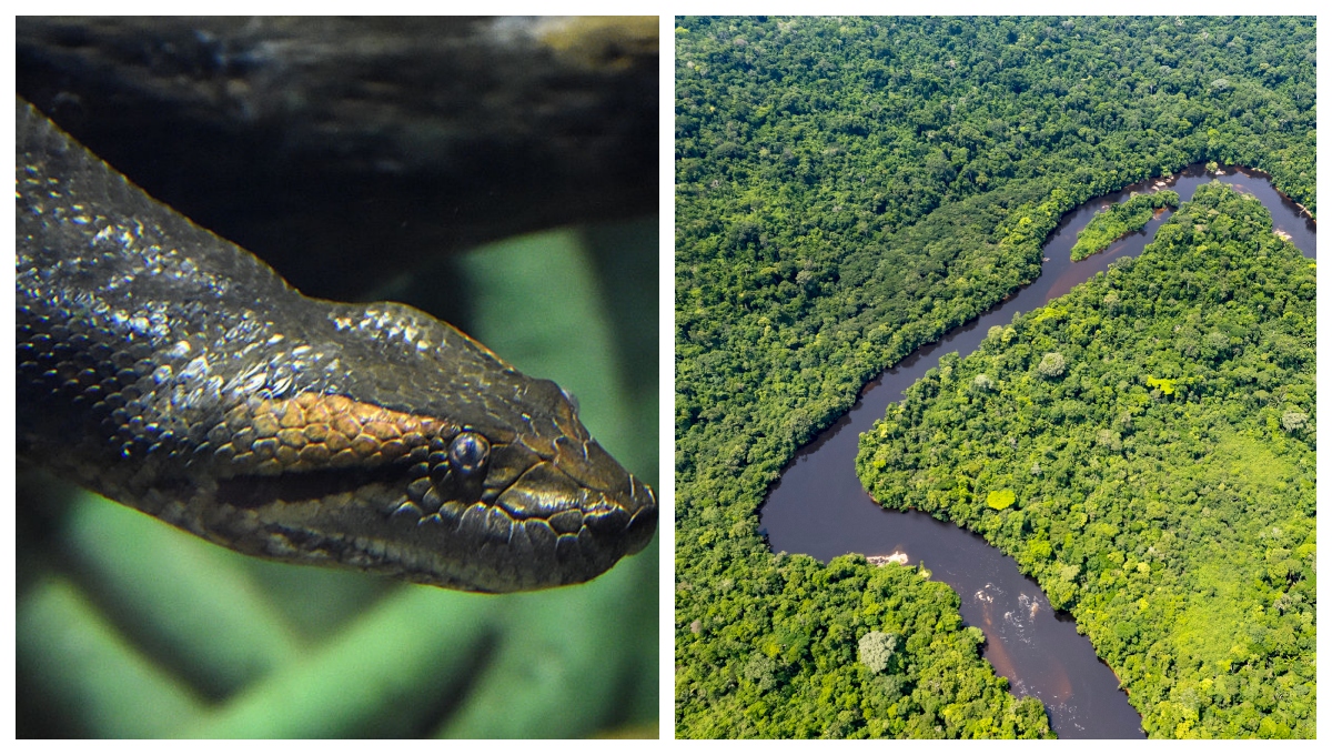 "Record-Breaking Discovery: Amazon's Massive New Anaconda Species"
