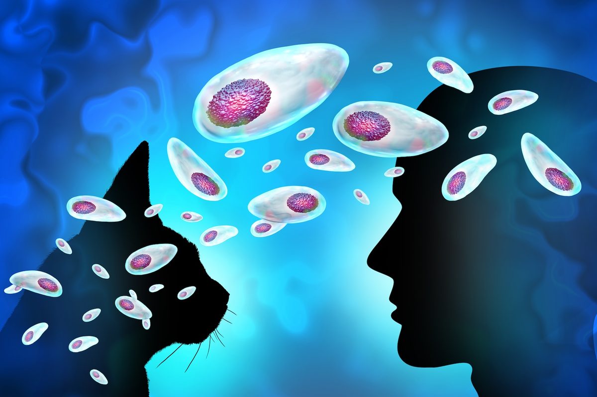 Featured image for Cat Parasite May Influence Your Decision-Making