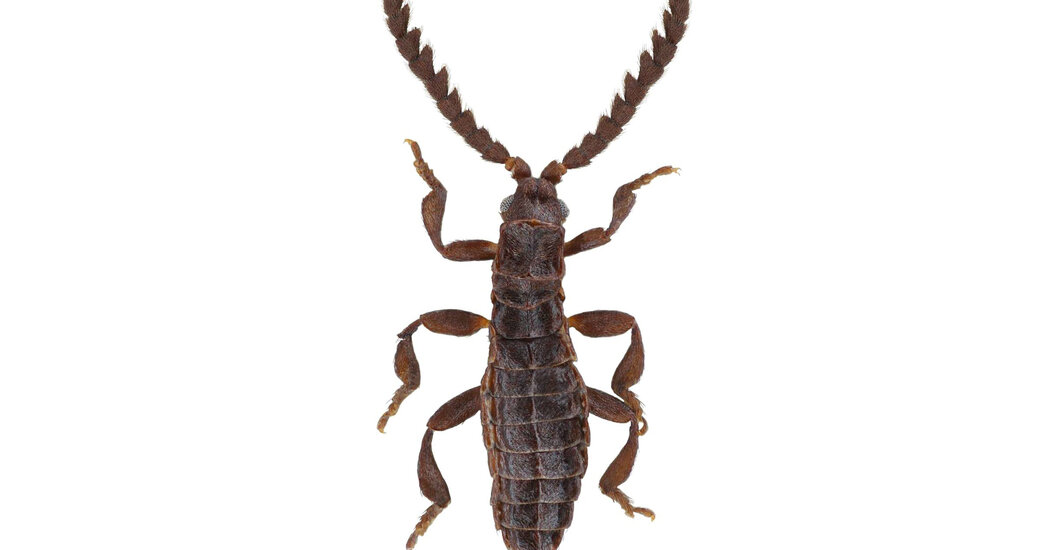 Featured image for The Enigma of a Wingless Alien Beetle