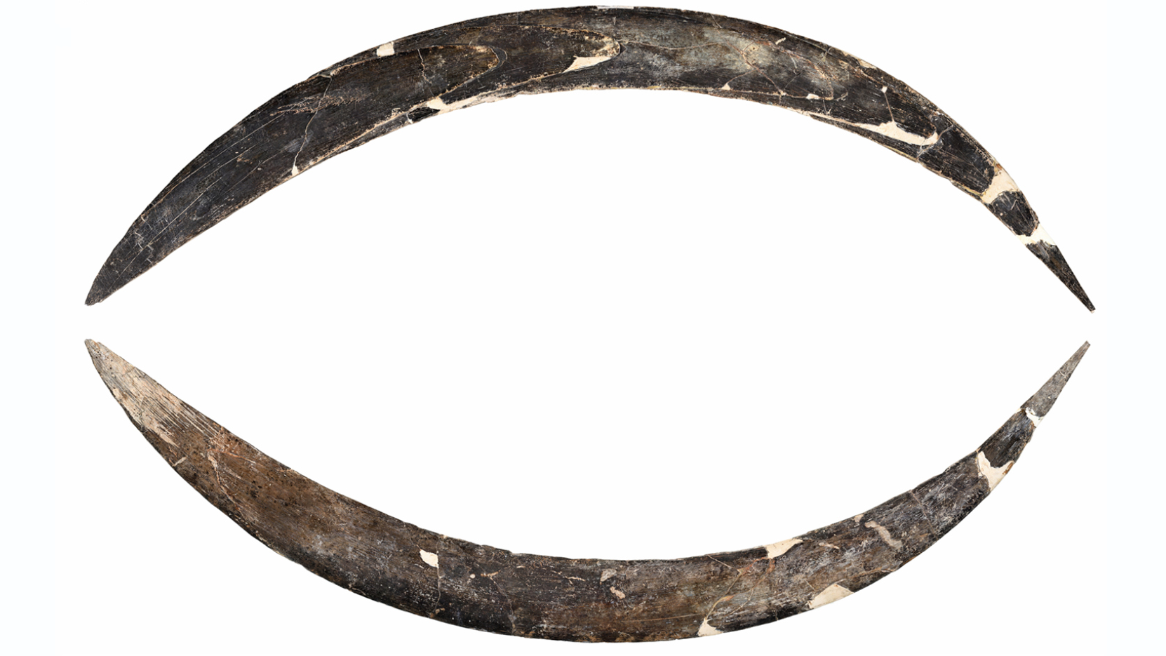 Featured image for 40,000-Year-Old Mammoth Ivory Boomerang Challenges Origins of Ancient Rituals