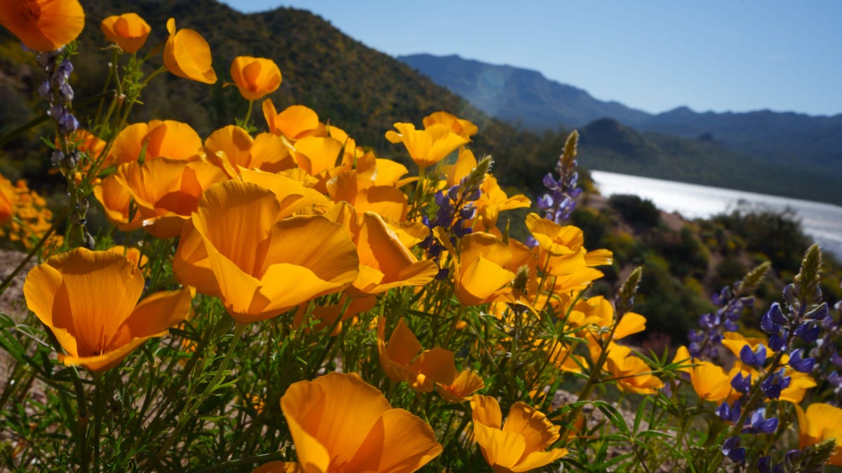 Featured image for "Exploring the Spectacular Super Blooms of California and Arizona"