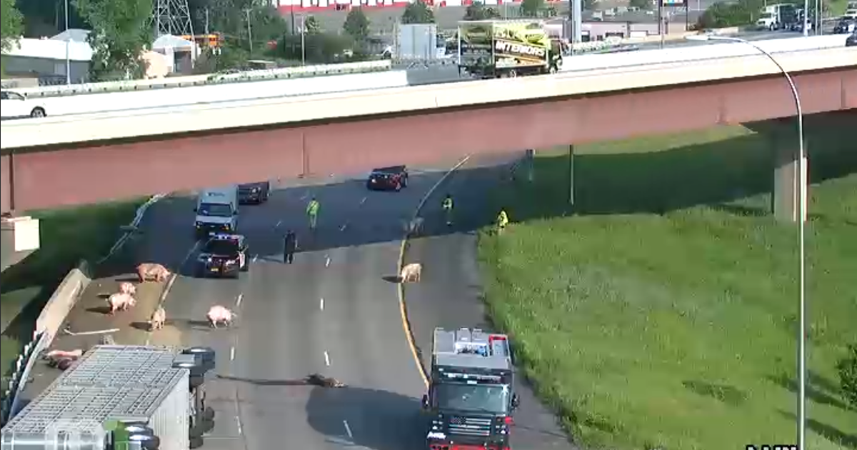Semi truck rollover sets pigs loose on Twin Cities highway.