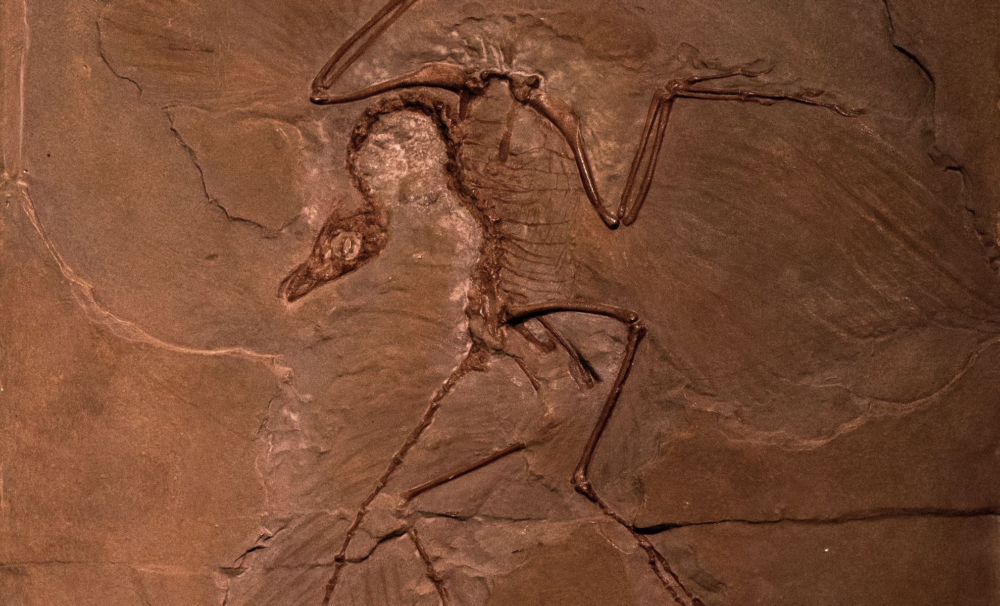 Featured image for Archaeologists Discover Skull of Extinct Giant Bird in Australian Desert