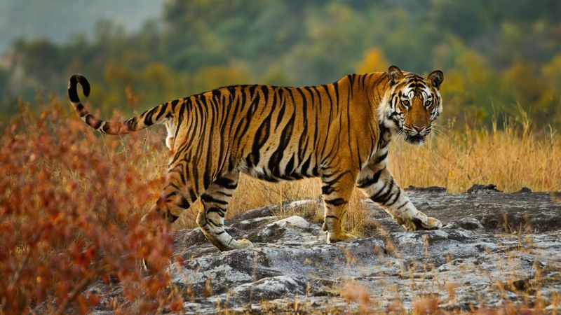 Featured image for "NASA and Google Earth Collaborate to Protect Endangered Tigers"