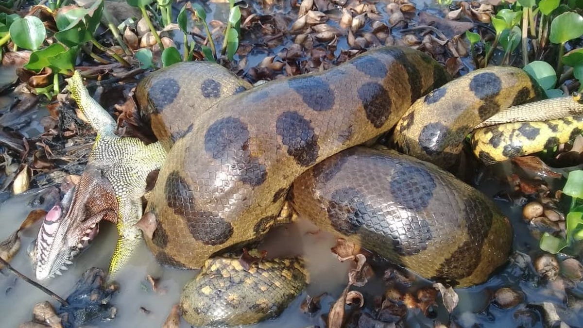 "Discovery of Massive New Anaconda Species in the Amazon"