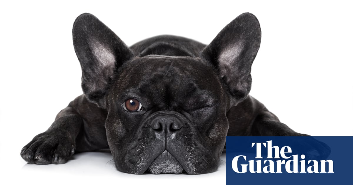 Featured image for French Bulldogs Overtake Labs as Most Popular Breed in US