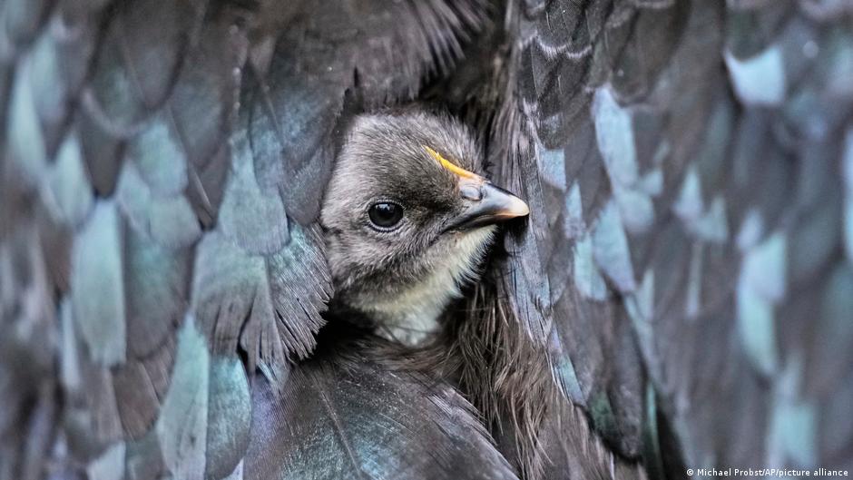 Featured image for Rising Bird Flu Threat: Rapid Mutations and Pandemic Risks