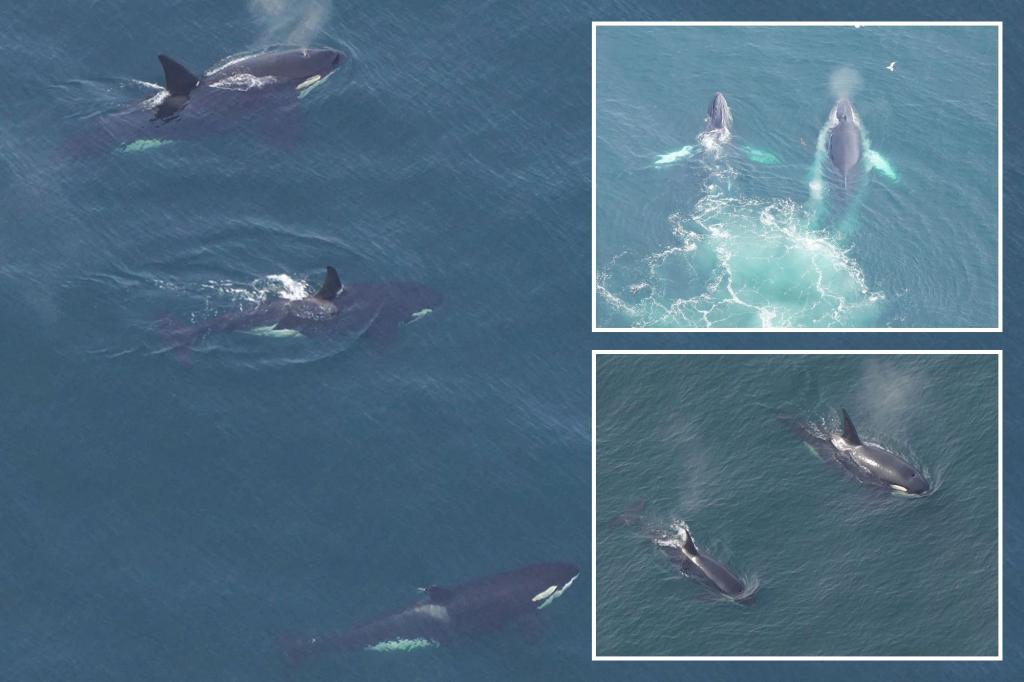 Featured image for Rare sighting of killer whales off Nantucket coast.