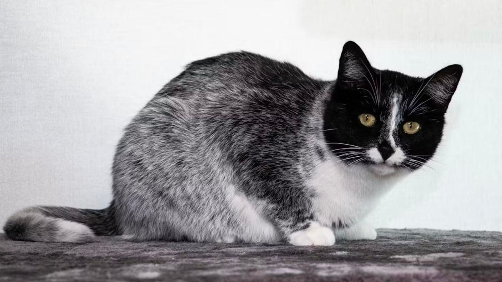 "Unique 'Salty Licorice' Cat Pattern Traced to Genetic Mutation in Finland"