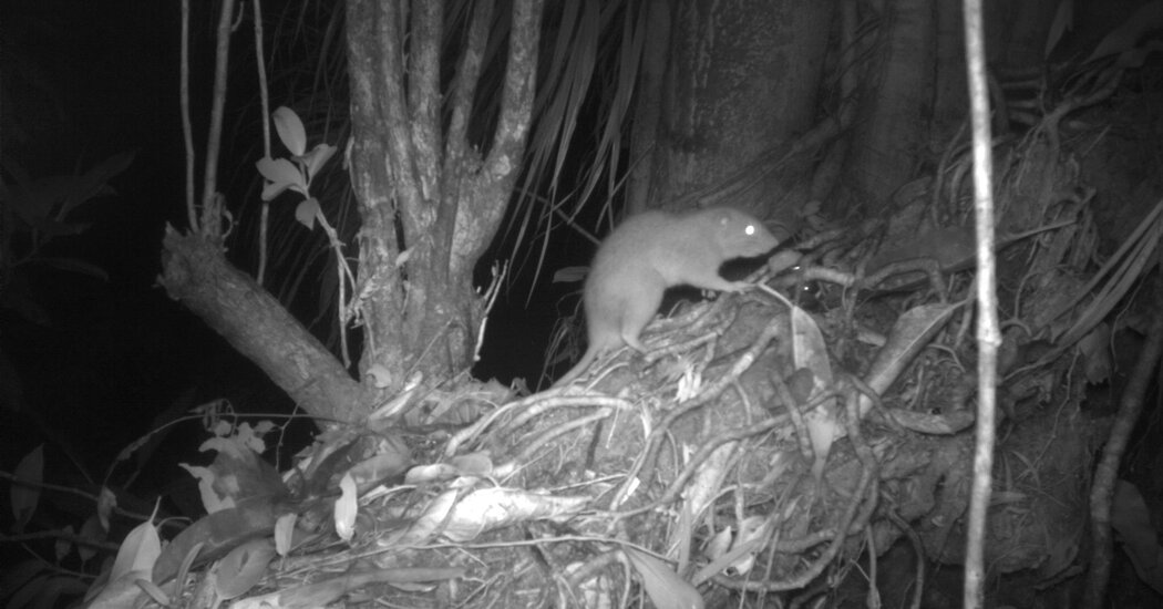 Featured image for First-ever Photographs of Rare Giant Coconut-Cracking Rat in Solomon Islands