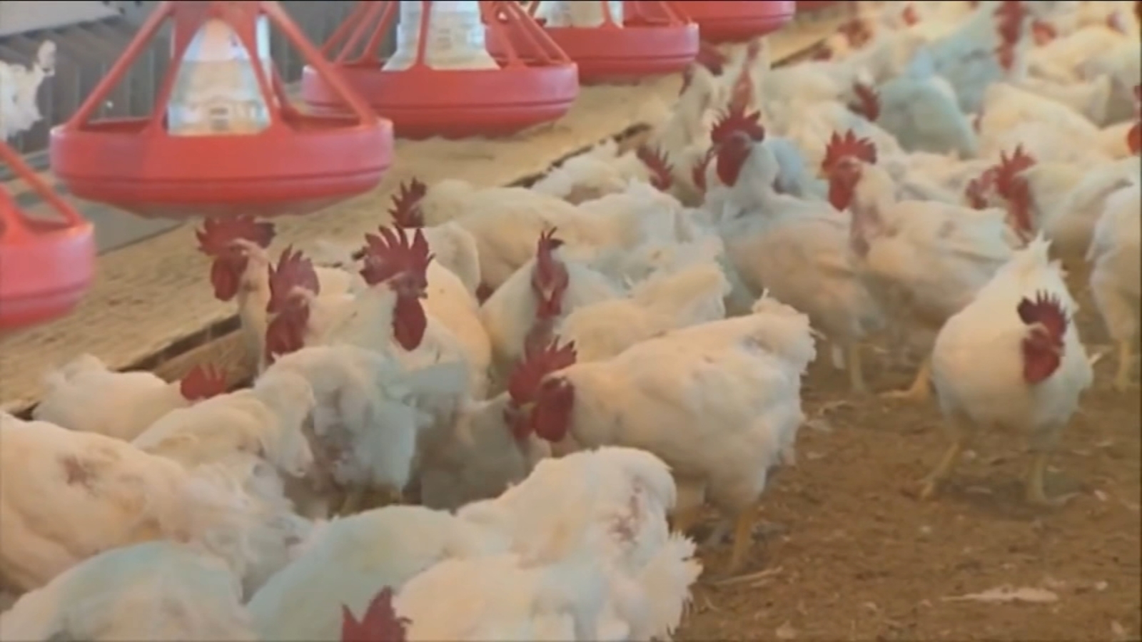 "Rising Avian Flu Crisis Threatens Poultry Industry and Consumers Nationwide"