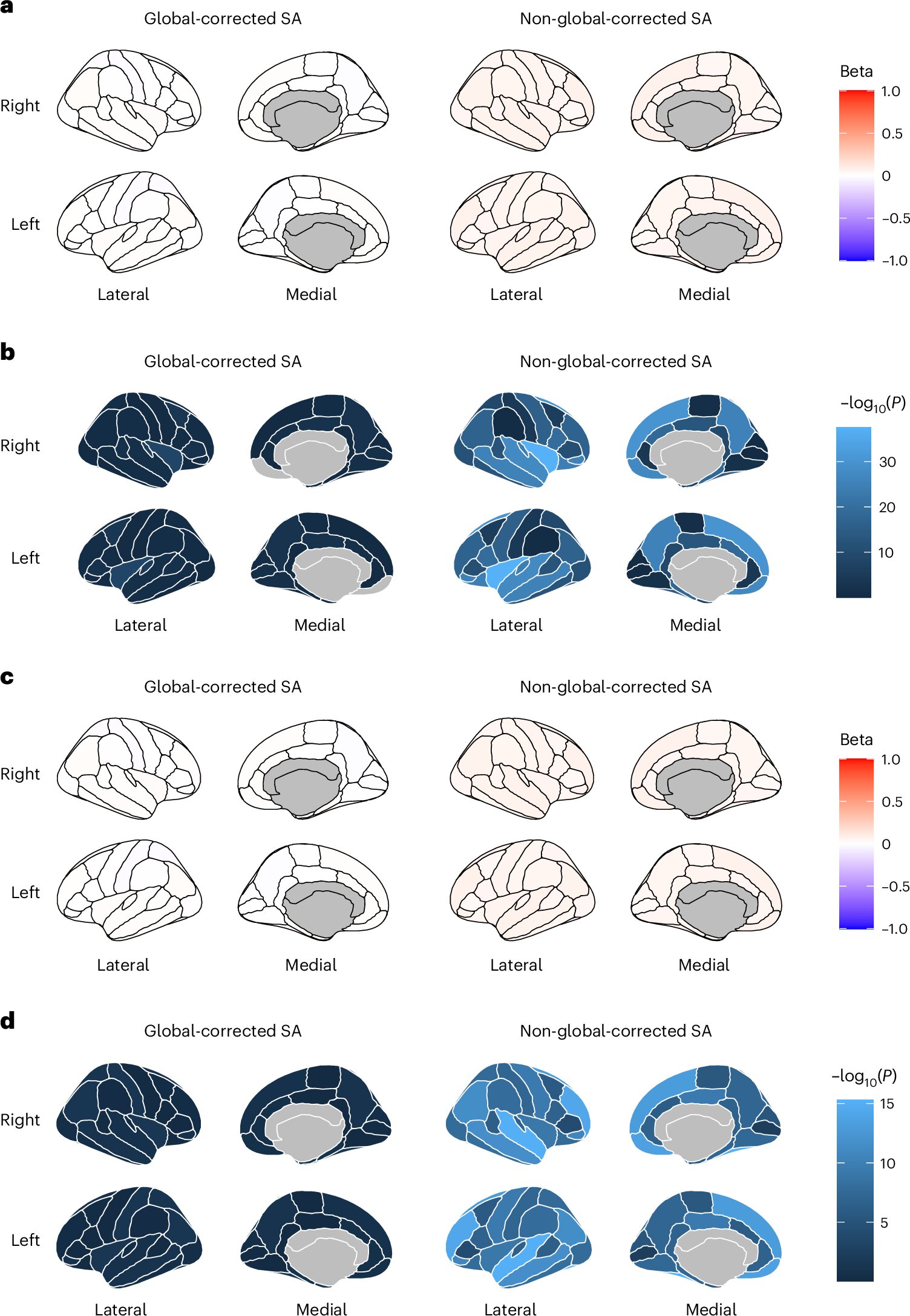Featured image for Brain Cortex Structure Tied to Mental Skills and Disorders