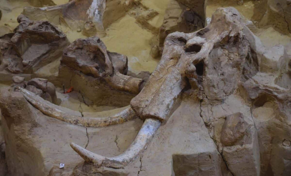 Featured image for DNA Test Reveals the Youngest Mammoth Was Not What Scientists Thought