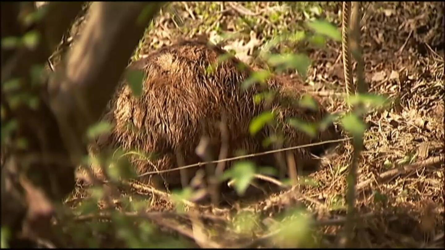 Featured image for "Brave Girl Survives Terrifying Rabid Beaver Attack at Lake Lanier"