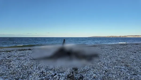 Bayville Faces Alarming Bird Die-Off Amid Avian Flu Fears