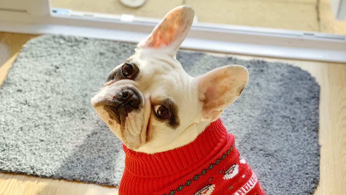 Featured image for French Bulldogs Reign as America's Top Dog Breed