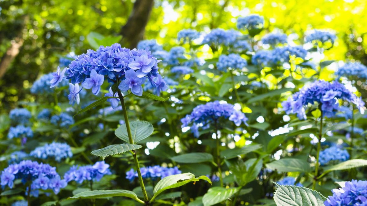 Featured image for Identifying and Treating Hydrangea Diseases.