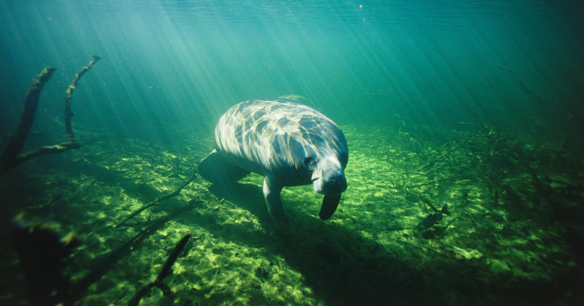 Featured image for Tragic Manatee Death at Florida Aquarium Raises Concerns
