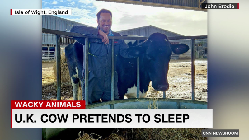 Clever Cow Fakes Sleep to Avoid Milking in U.K.