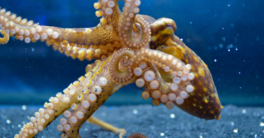 Featured image for Octopuses' Arms Explore Microbial Life