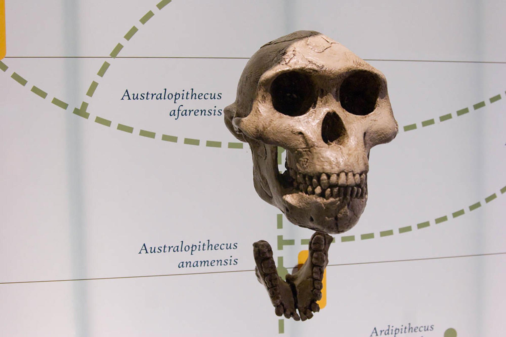 Featured image for New Study Shows Our Ancestors Were More Gorilla-Like Than Human
