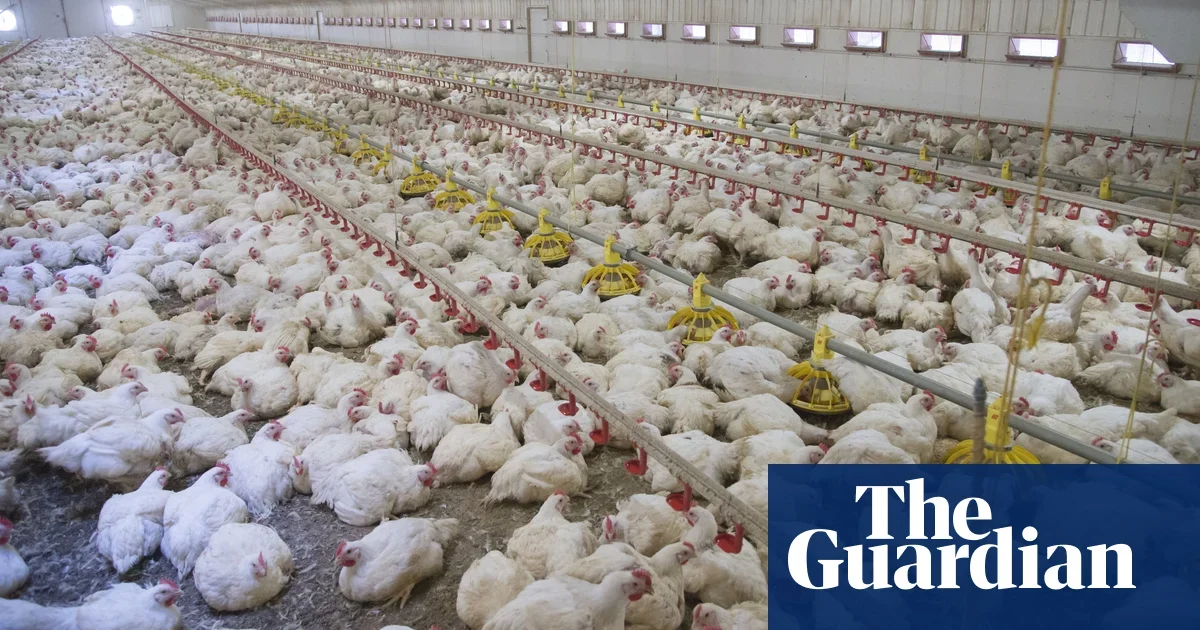 Bird flu infects UK poultry workers
