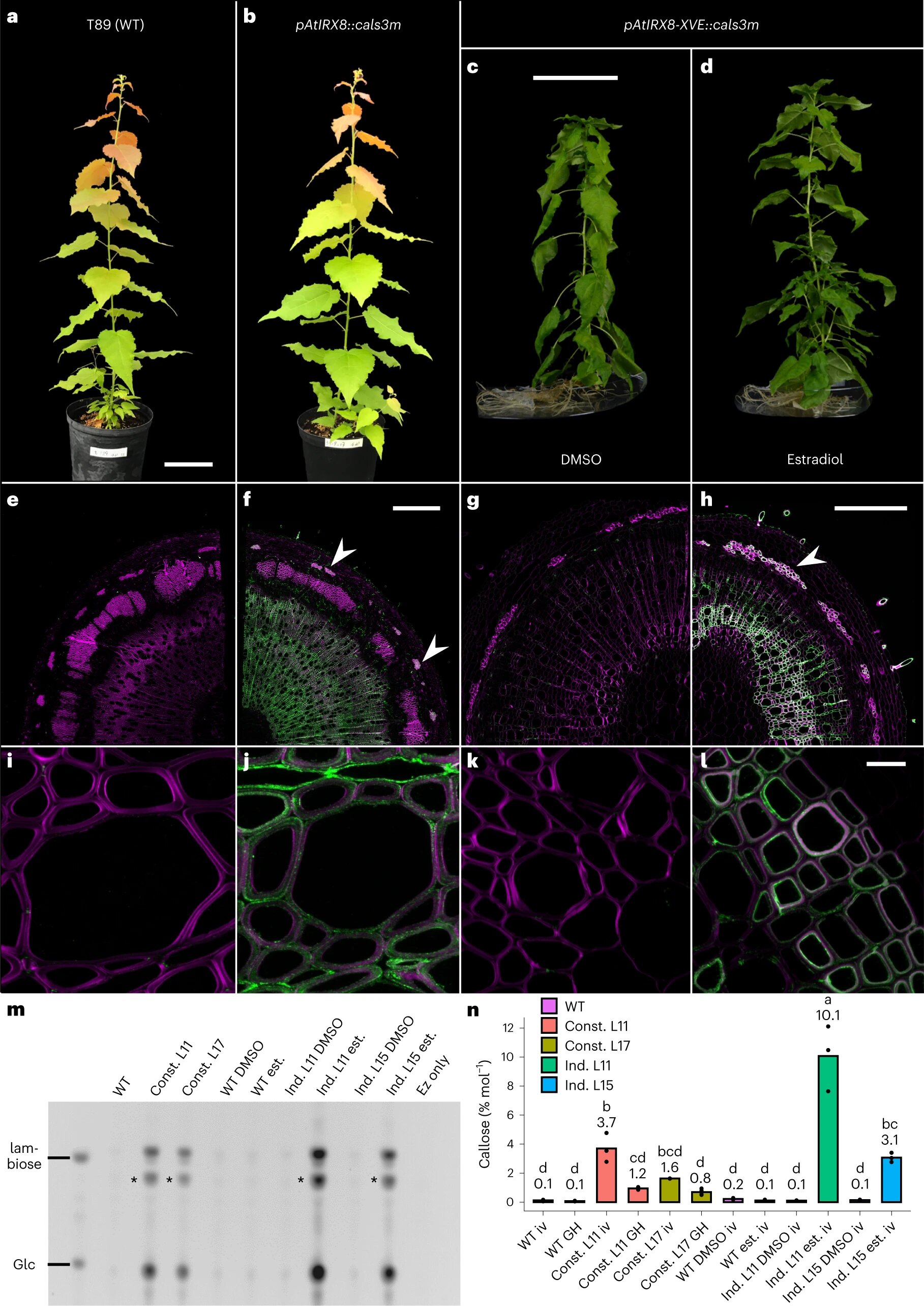 Unlocking the Potential of Wood: Enhancing Biomass Conversion through Polymer Modification