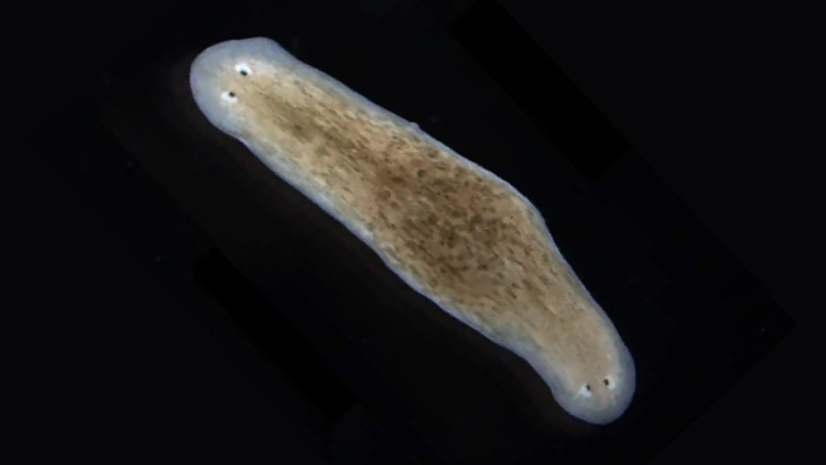 Featured image for Two-Headed Flatworms Generate Unusual Offspring, Scientists Find