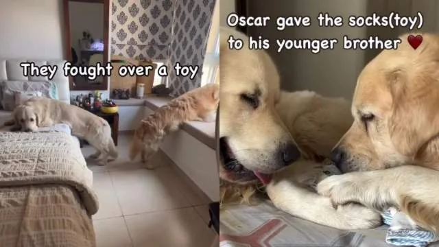 Golden Retrievers Patch Things Up Over Toy in Adorable Sibling Moment