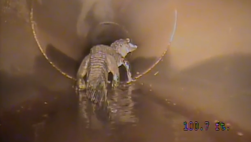 Featured image for Alligator discovered in Central Florida stormwater pipe.