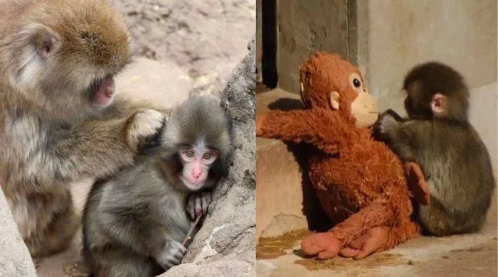 Punch Finds His Pack: Viral Monkey Joins Troop at Ichikawa Zoo