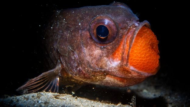 Featured image for Top Wildlife and Nature Photos of 2025