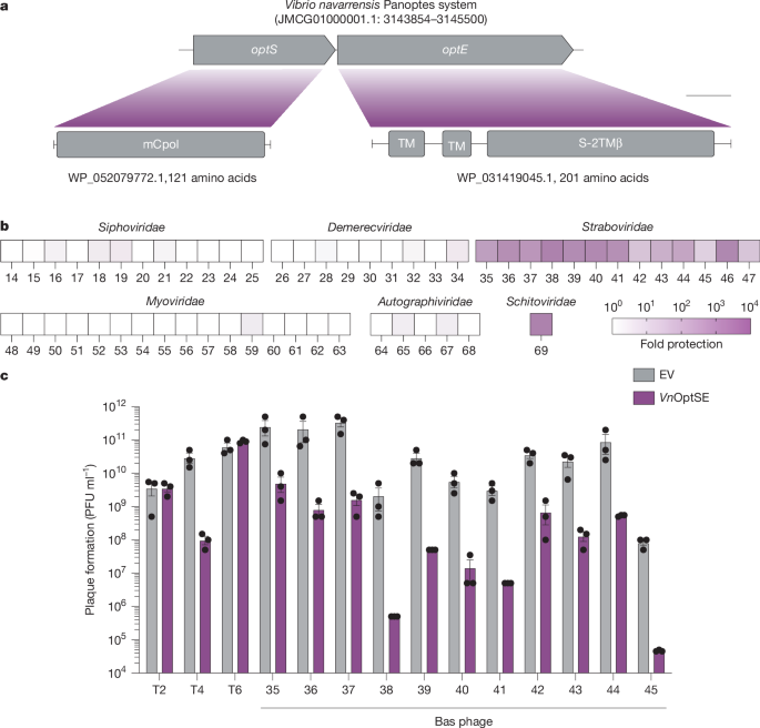 Featured image for Panoptes System Uses Decoy Nucleotides to Combat Phages