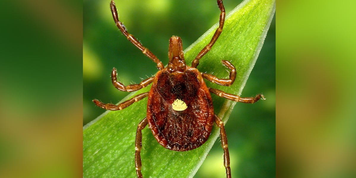 Featured image for "Missouri's Lone Star Tick Surge Sparks Meat Allergy Concerns"