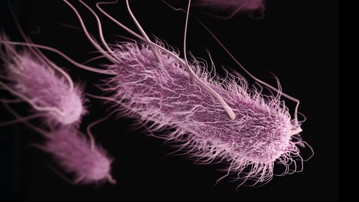 Featured image for Contaminated Meat May Cause 20% of Urinary Tract Infections