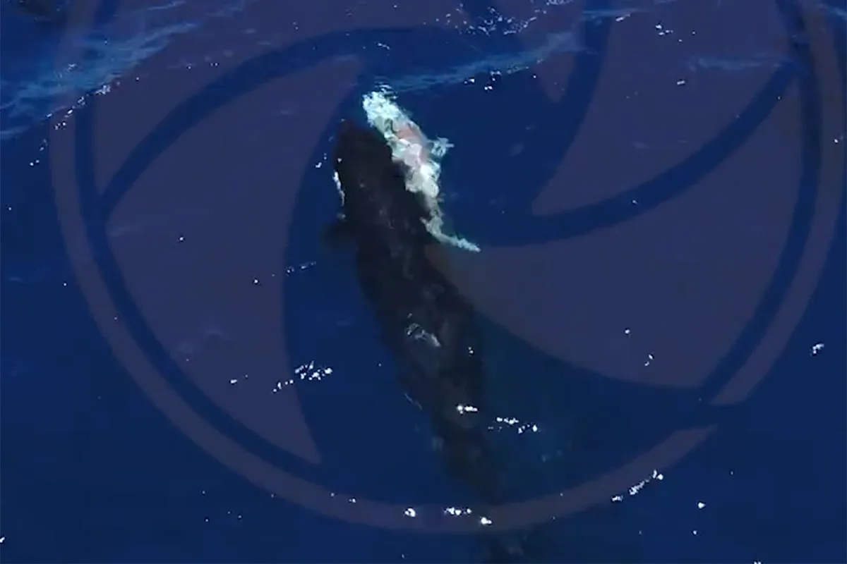 Featured image for Orcas Hunt and Consume Great White Sharks in Stunning Drone Footage