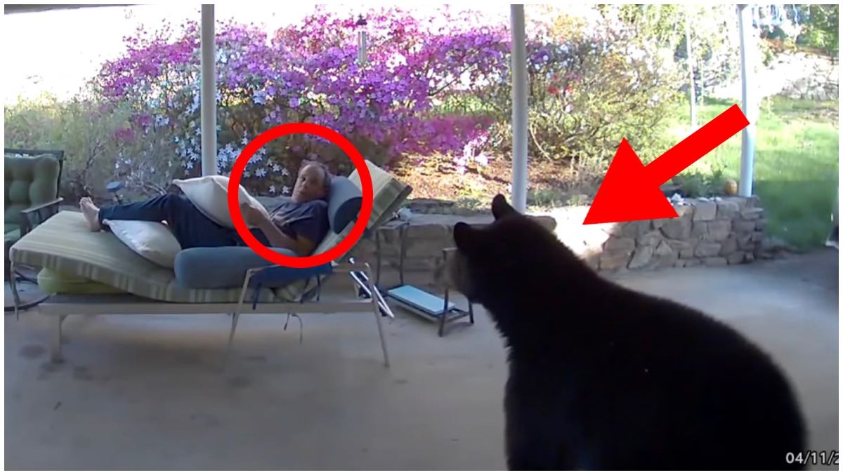 Man's Encounter with Black Bear in North Carolina Caught on Video