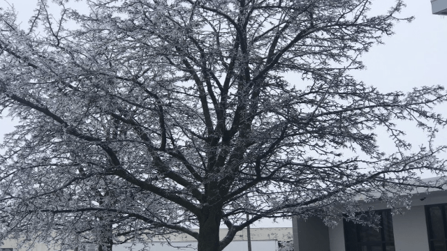 Featured image for "Assessing the Impact of Freezing Rain on Travel in Late January"