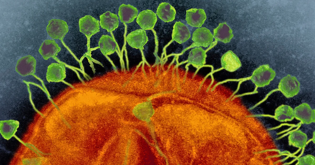 Featured image for "The Good Virus and The Master Builder: Unveiling the Power of Phage, Earth's Lethal Life Form"