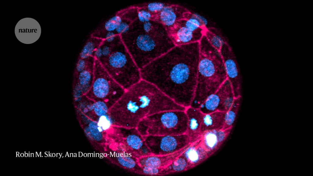 Featured image for Unprecedented Imaging Reveals Detailed Development of Model Human Embryos