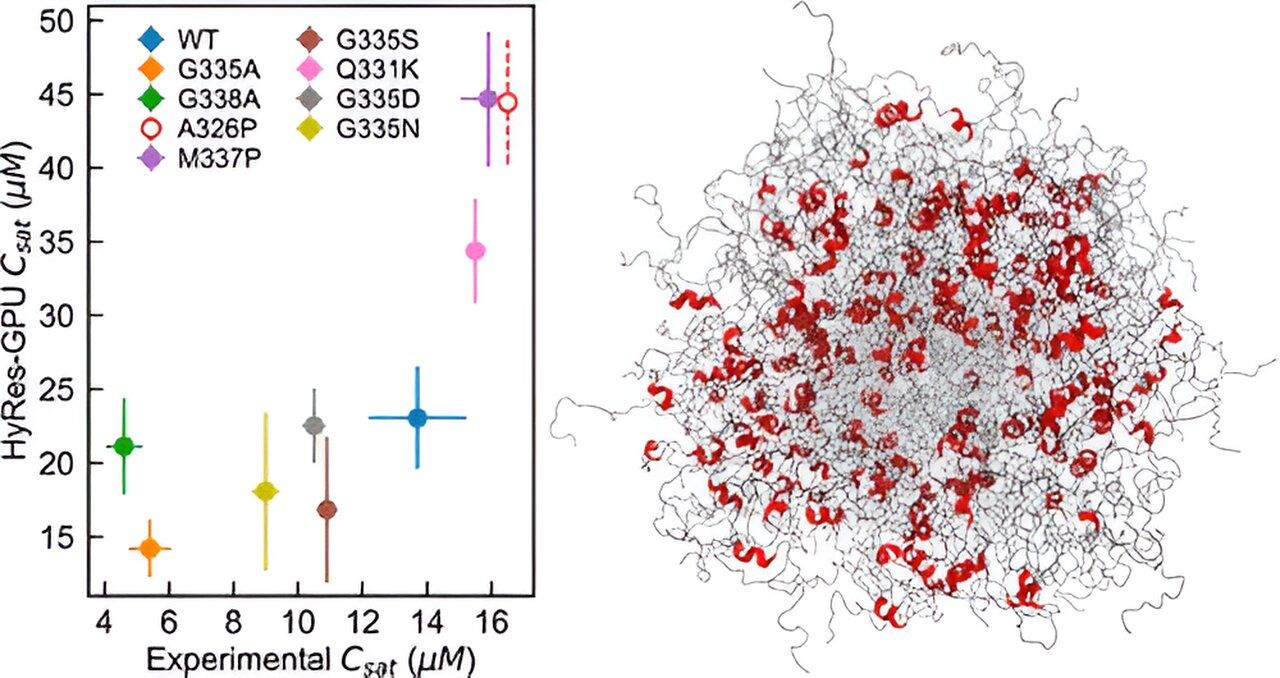 Featured image for "Advancing Biomolecular Condensate Modeling with New Simulation Tool"