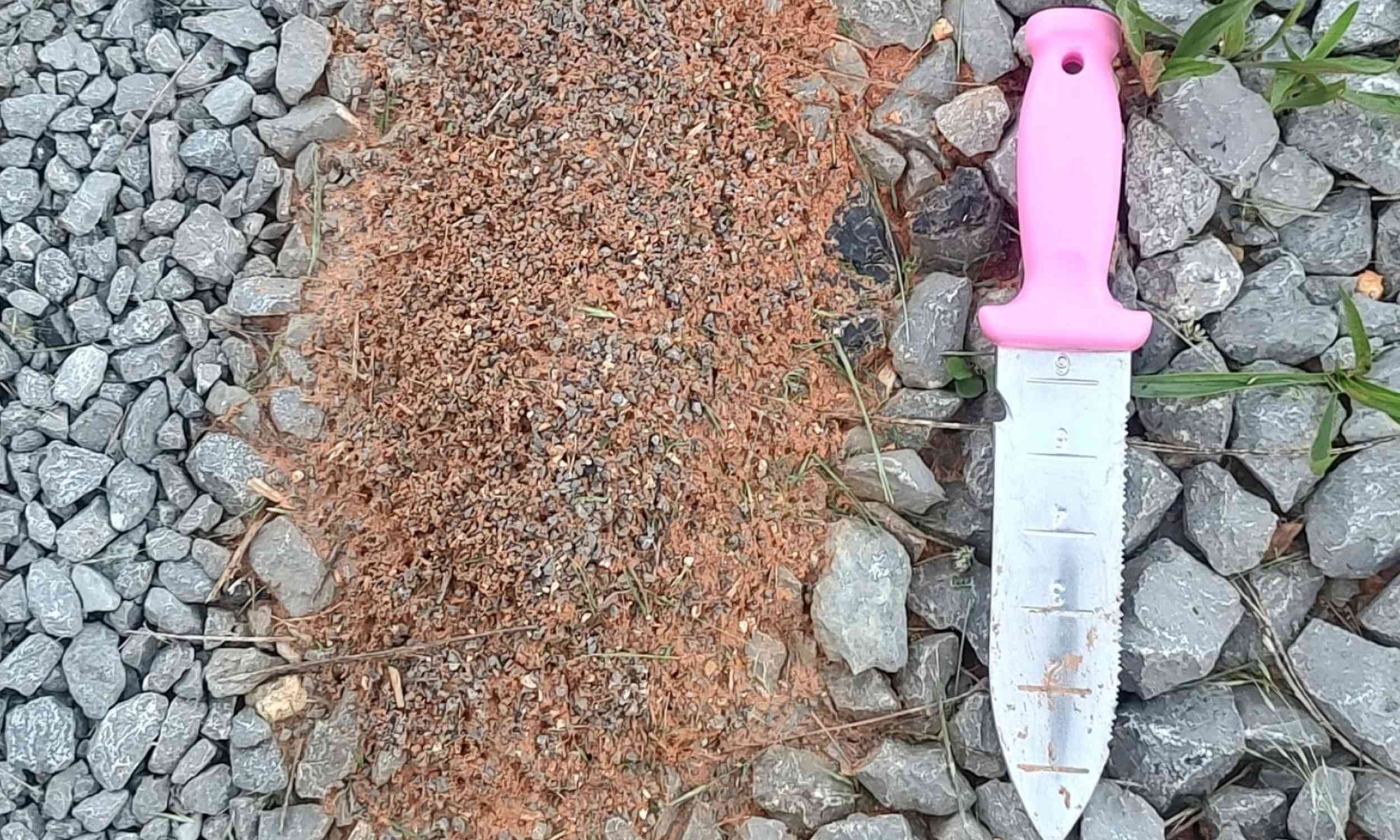 Featured image for Warning Over Harmful Hybrid Insect Threatening Plants and Humans