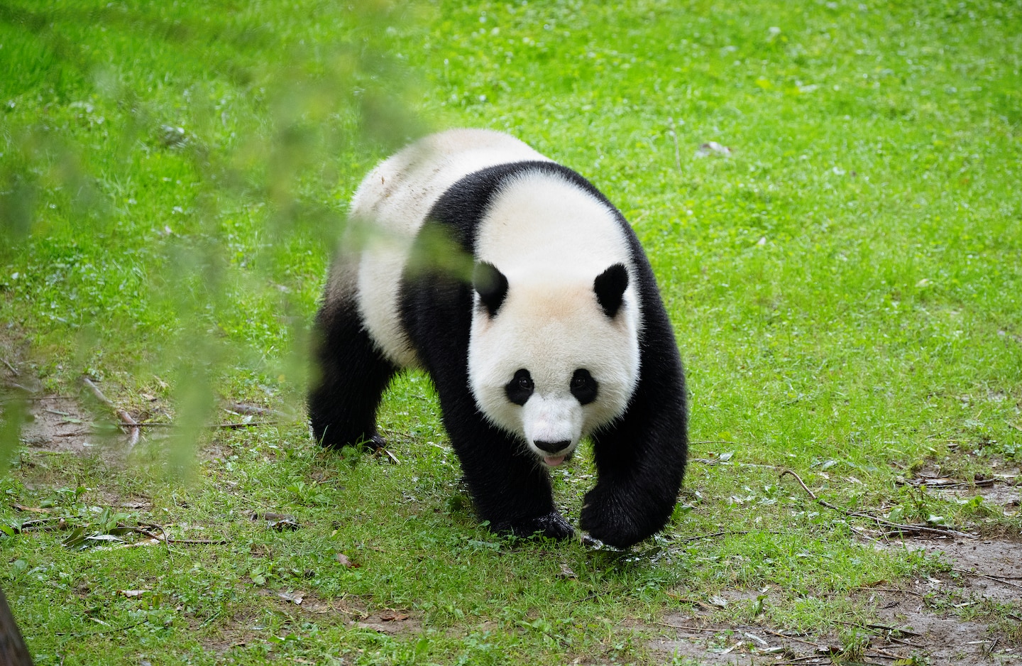 Featured image for Pandas make exclusive return to China as loan agreements with U.S. and U.K. zoos expire