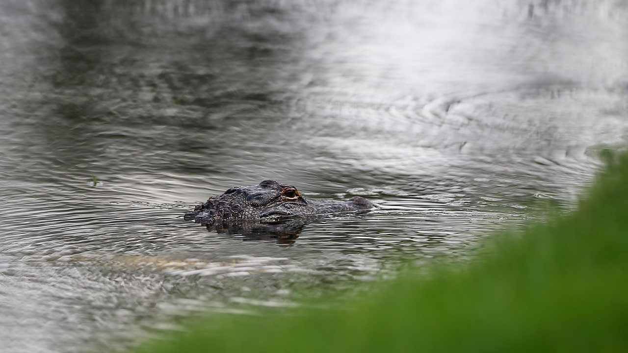 Alligator's Hilarious Pose Caught on Camera in Florida