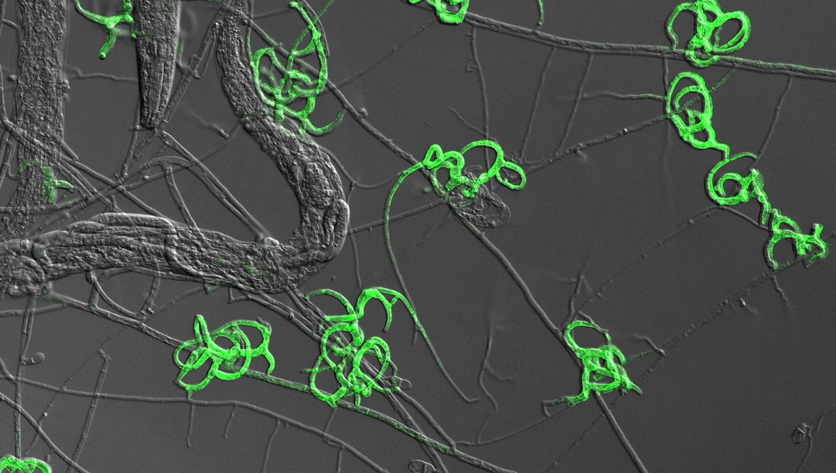 Featured image for The Deadly Tactics of Carnivorous Fungi: Trapping and Digesting Worms