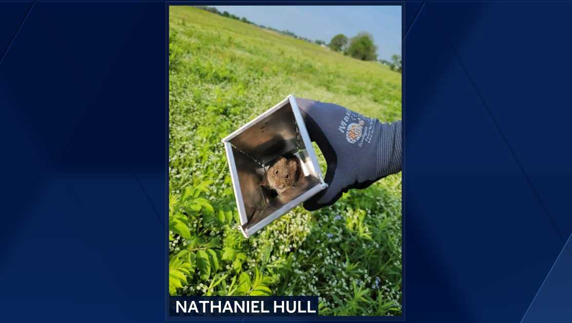 Featured image for "Groundbreaking Discovery: University of Arkansas Researchers Uncover Novel Rodent Virus"